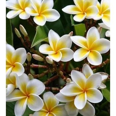[BUNGA HIAS BALI]BIBIT STEK POHON KAMBOJA DENPASAR BALI -+50 cm(JEPUN BALI)REAL PICTURE/KAMBOJA KUNI