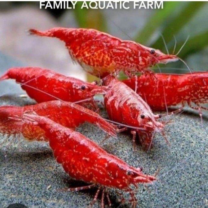 Paket Indukan Red Chery  Udang Hias Akuarium