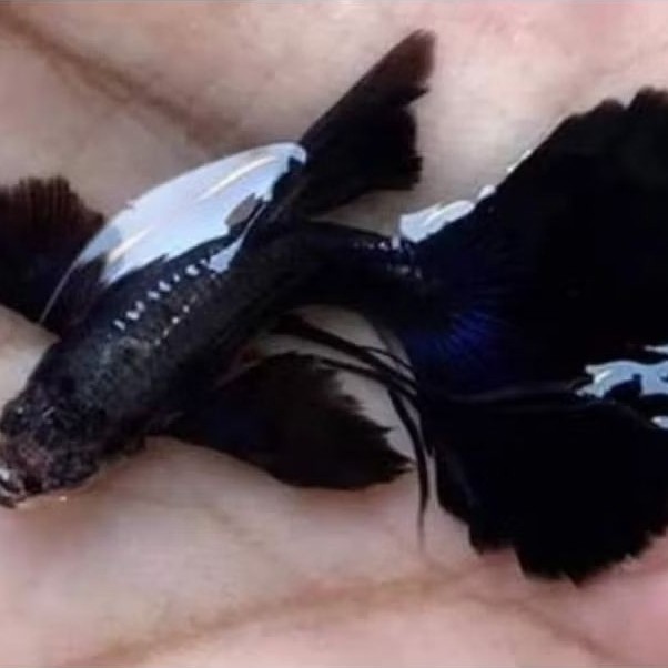 Guppy Black Moscow Premium Jet Black Pure Strain High Quality Sepasang Indukan Kontes - Villain(Farm