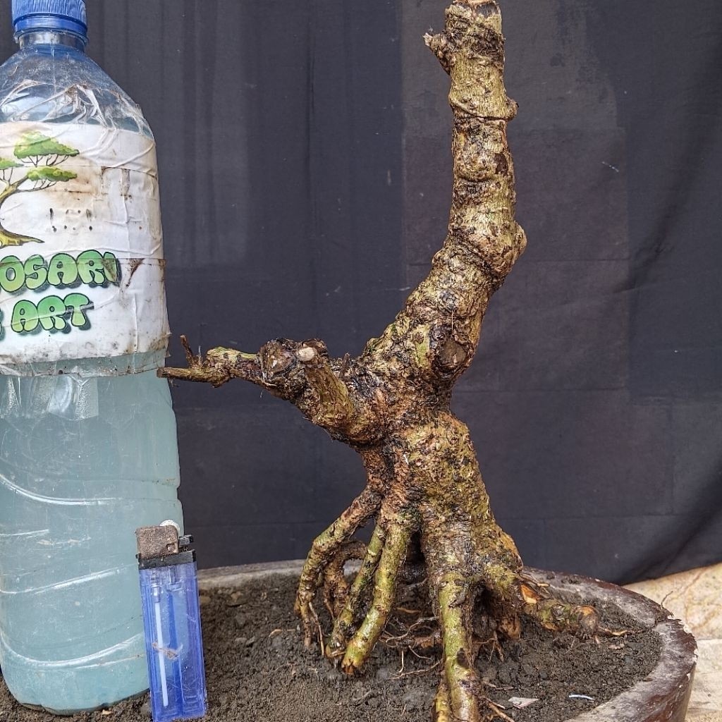 Bahan Bonsai Hokianti Import Bunga Formal Bogel Small Size Real Pict     Berkualitas