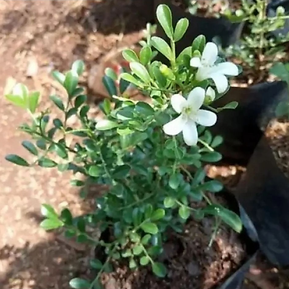 TANAMAN FULL MEDIA Tanaman Hias Bunga Kemuning Jepang - tanaman hidup - tanaman wangi - bahan bonsai