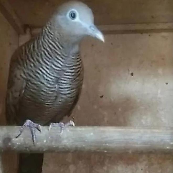 burung perkutut majapahit remaja pilihan
