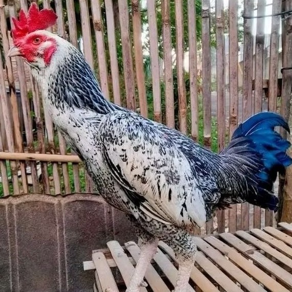 telur ayam bulbi ori untuk di tetaskan