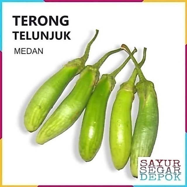 TERONG TELUNJUK / TERONG BATAK