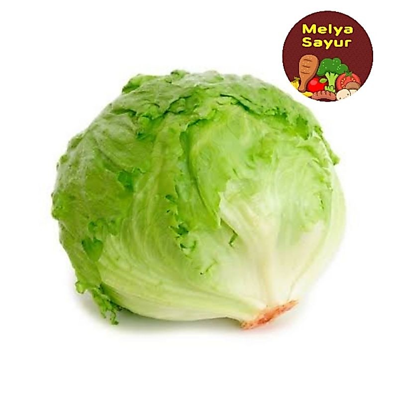 Sayuran segar - Iceberg lettuce 1kg / letus 1kg / lotus - Melyasayur