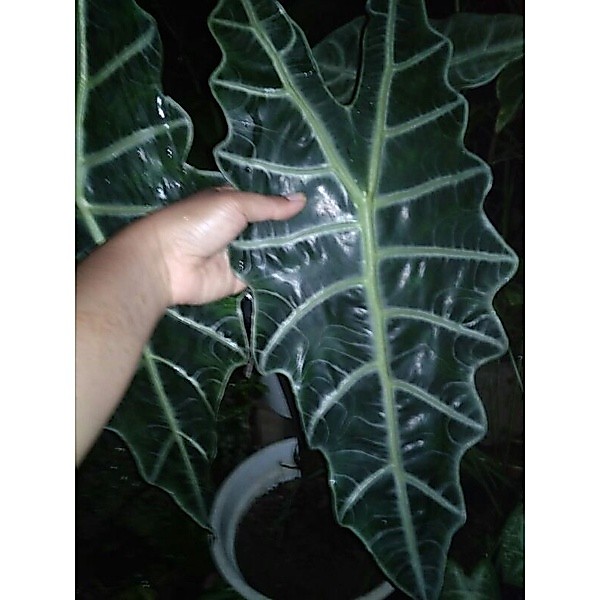 keladi amazon dewasa(indukan)