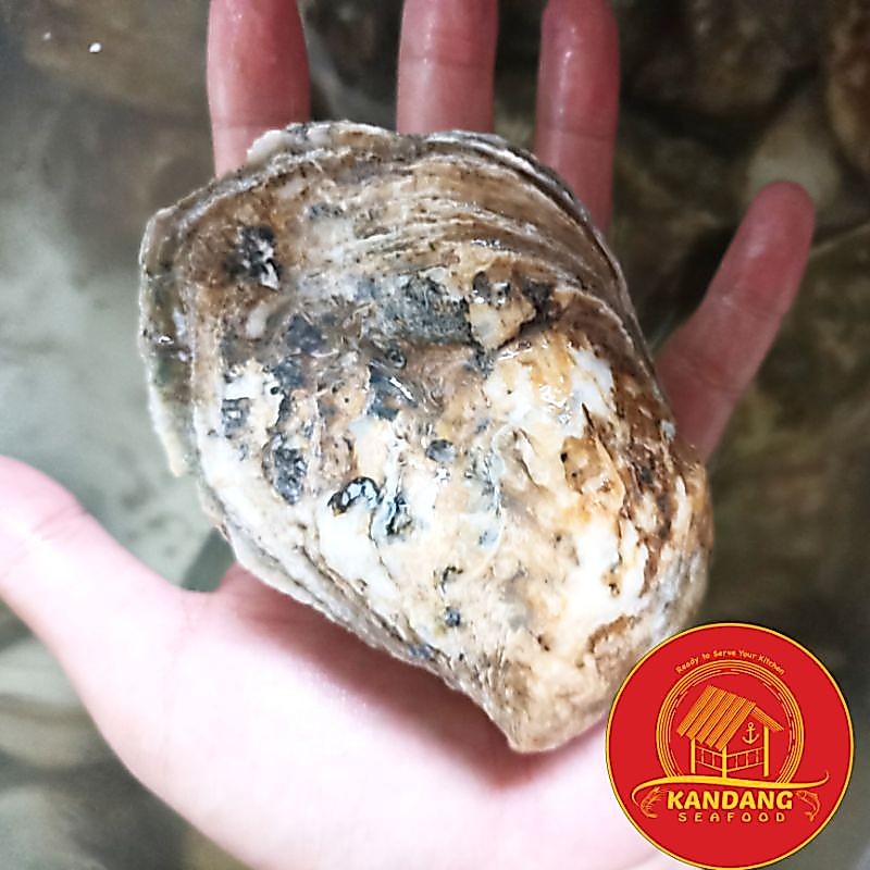 Kerang Tiram Oyster Hidup Live Segar 1 Kg Ecer