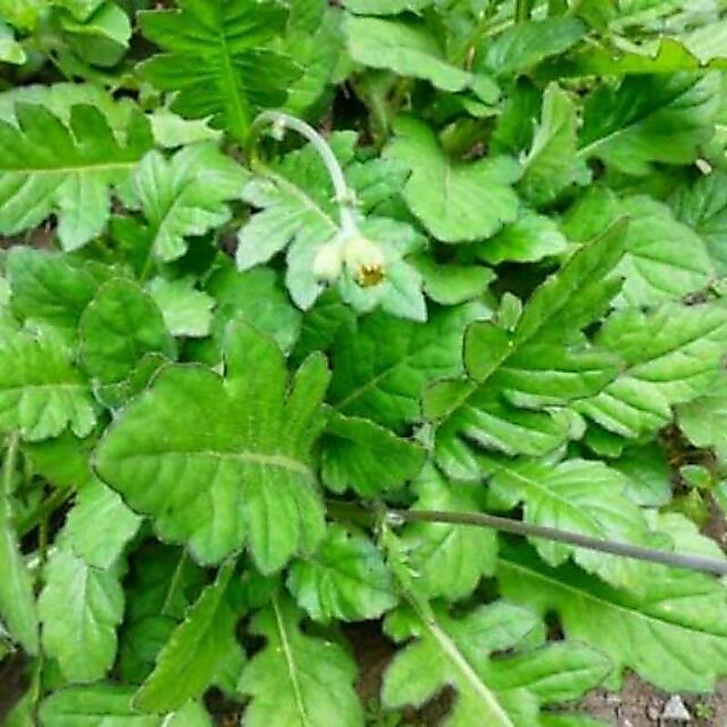 DAUN DEWA SEGAR ORGANIK /DAUN DEWA SEGAR . 1 KG / HERBAL / DAUN DEWA / harga untuk 1 KG