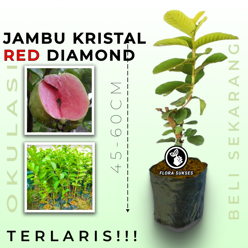 Bibit Tanaman Jambu Kristal Merah Red Diamond Asli Okulasi Pohon Jambu Kristal Merah