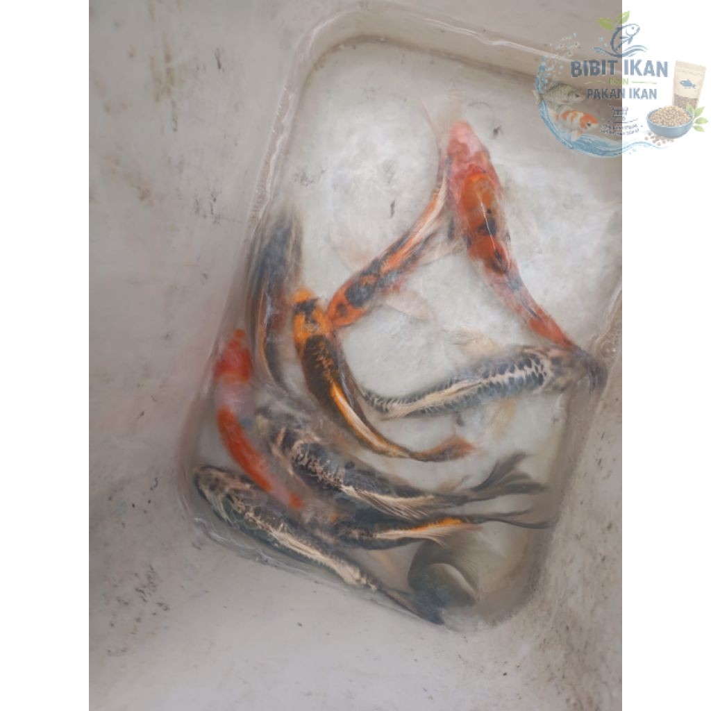 ikan hias KOI ukuran 13 - 15 cm per ekor / bibit ikan di bandung