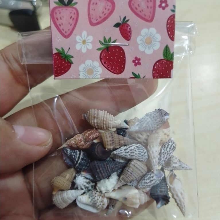kerang super kecil utk kelomang newborn