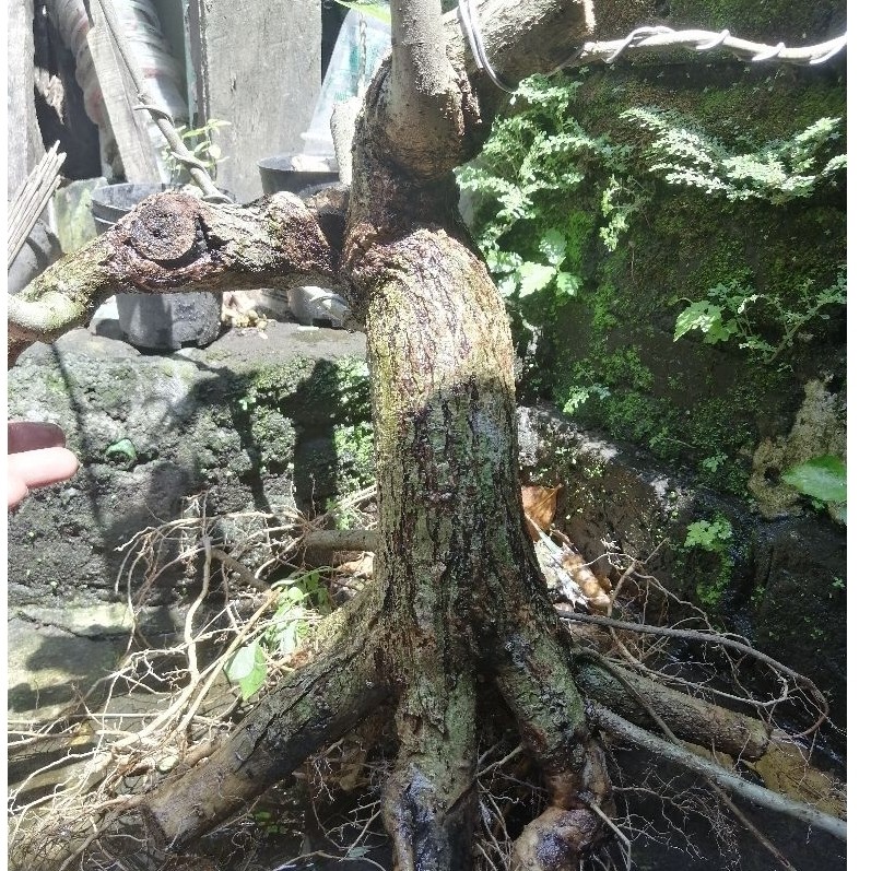 Taiwan waru prokar mliuk