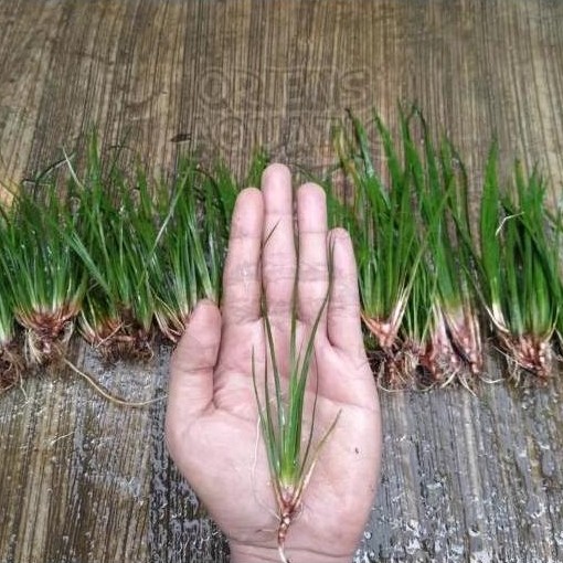 Tanaman Paludarium/Terarium - Acorus Calamus