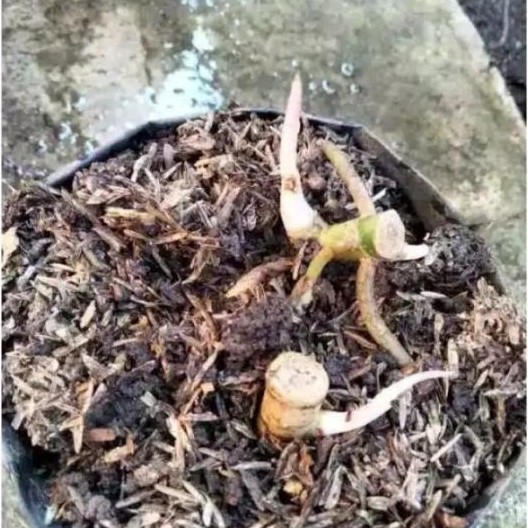 "New" Bonggol aglonema Goliat Merah Indukan Jumbo