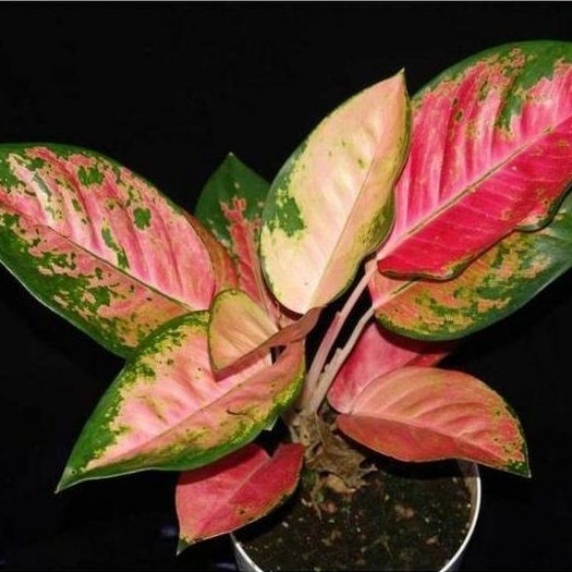 Aglonema red kochin anakan daun 2-3 murah