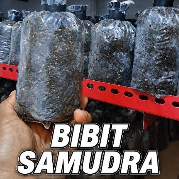 BIBIT JAMUR MERANG SAMUDRA putih  super PREMIUM  SIAp tanam
