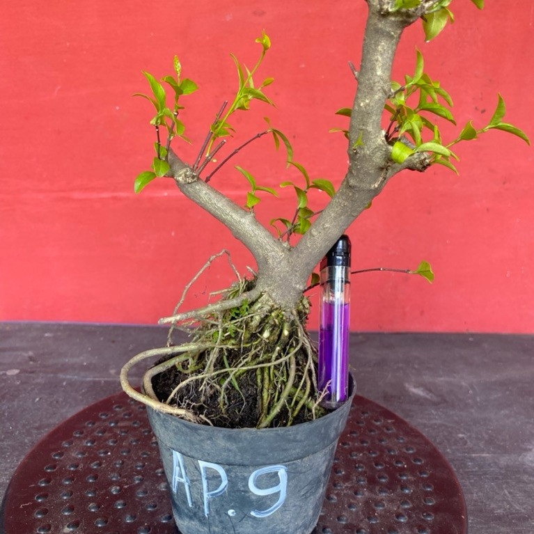 Bahan bonsai bunga anting putri Ap 9