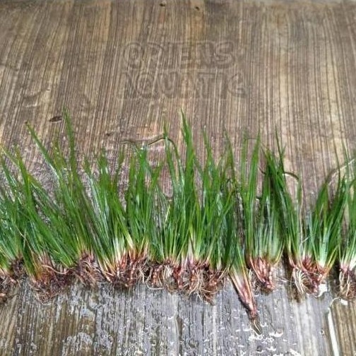 Tanaman Paludarium/Terarium - Acorus Calamus