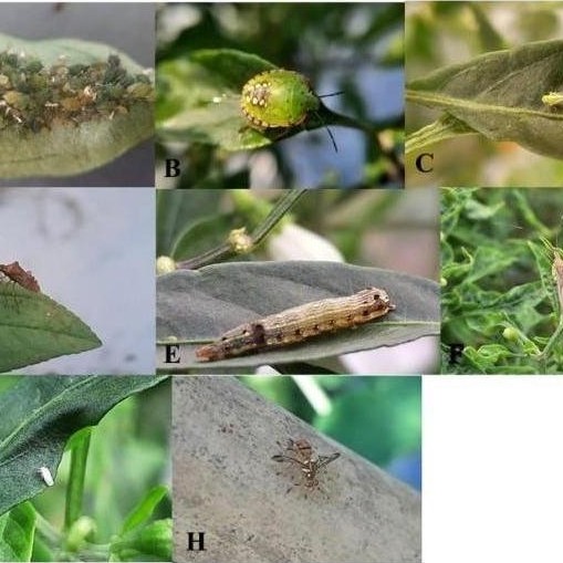 TOPDOR 10WP 100 gram - Insektisida Sistemik Pestisida Serangga Tanaman