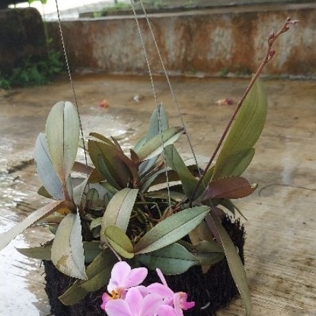 Anggrek Bulan Mini / Doritis