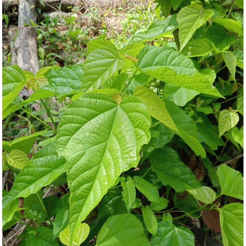 stek/anakan pohon paliasa obat herbal