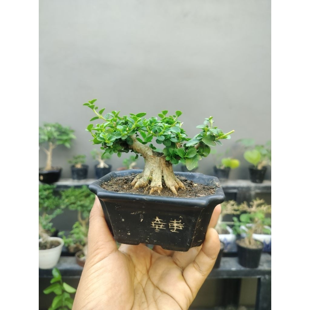 bonsai hidup     Berkualitas
