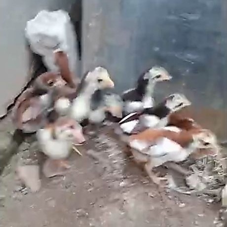 ayam Bangkok x mangon,klasik,brakot,pakoy,birma 10 hari