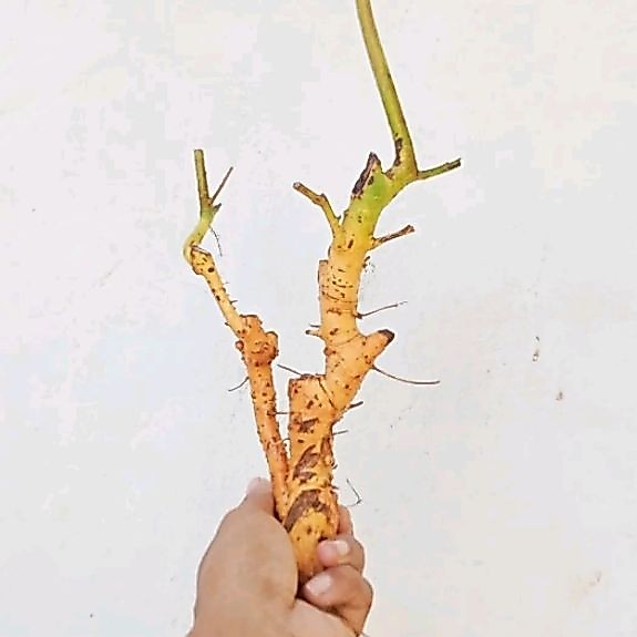 bahan bonsai serut mame fress