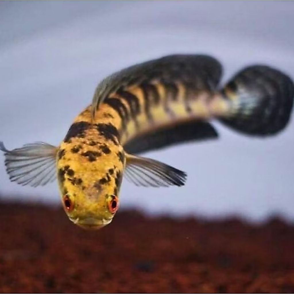 Channa Maru Yellow Sentarum Ikan Hias Ukuran 5-25cm Sortir