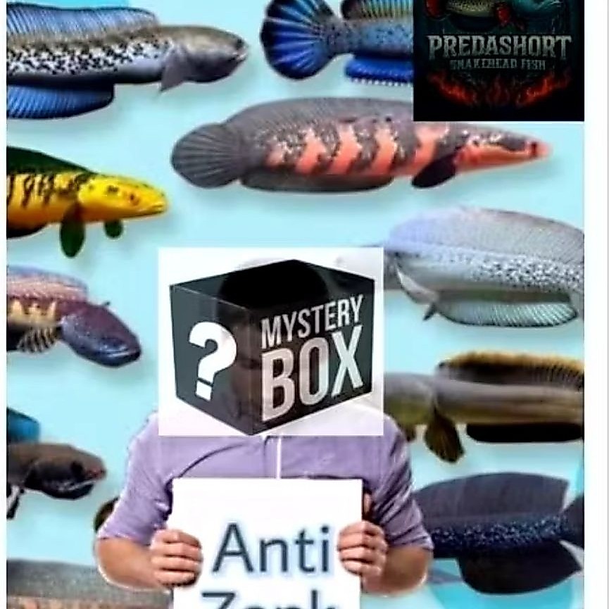 (CHANNA) Mistery Box Anti Zonk Garansi Full Se Indonesia Raya