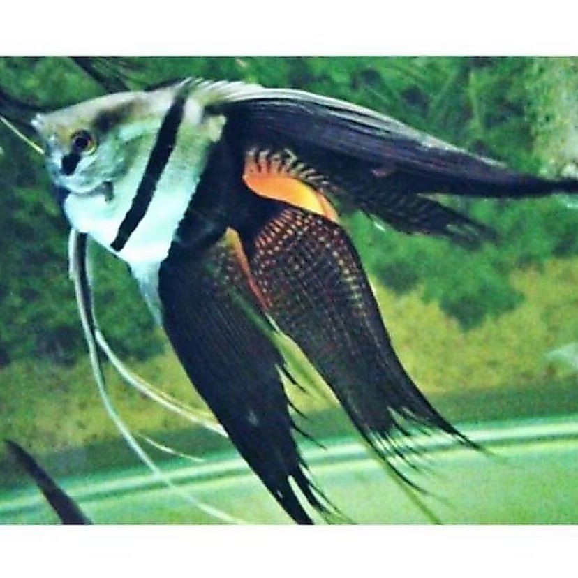 Manfish Black White Slayer/ BW Slayer 2.5 3 cm Sehat dan Berkualitas
