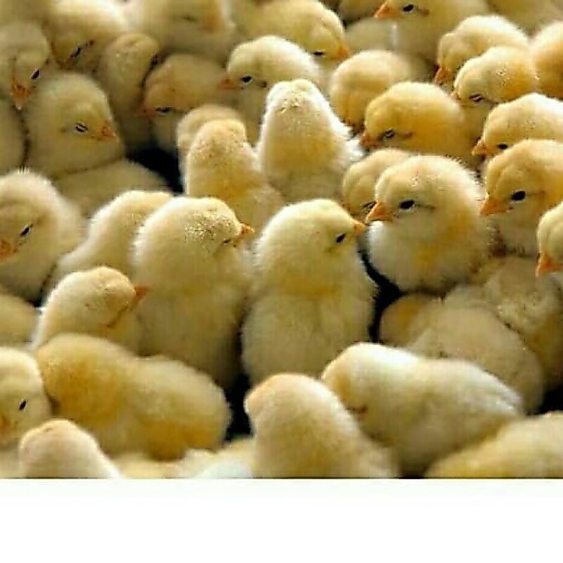 Bibit Ayam Broiler