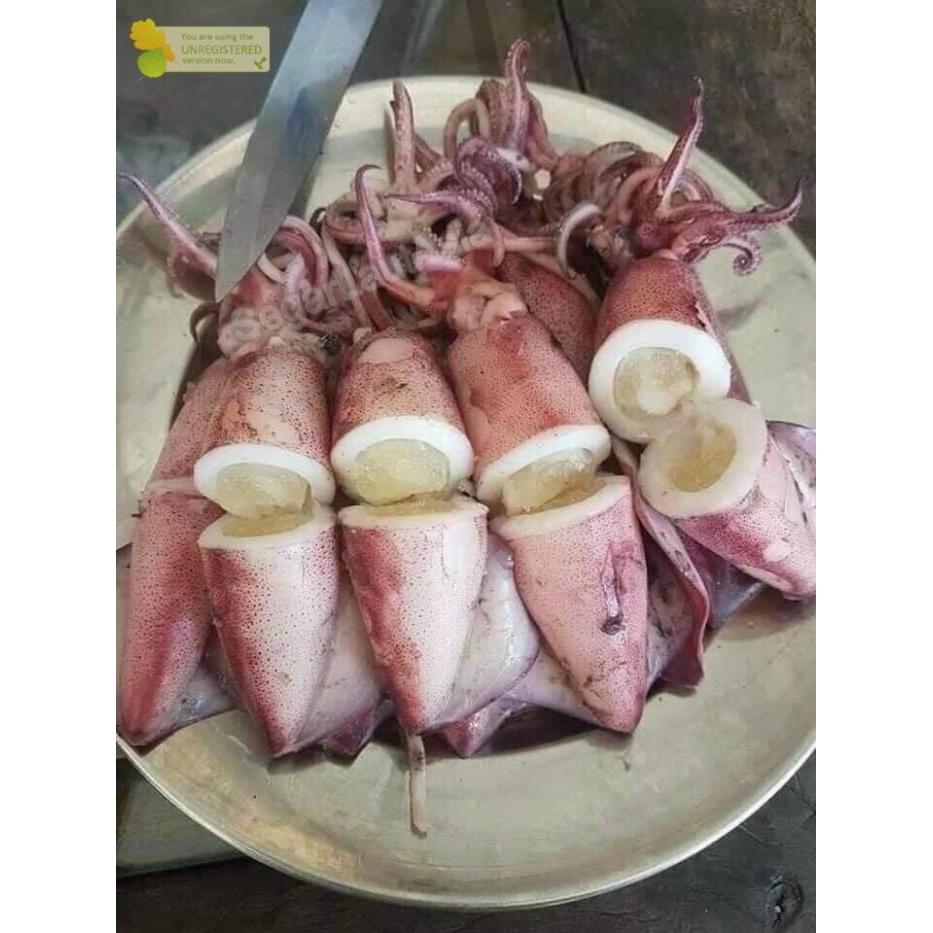 CUMI TELUR CUMI TELOR SEGAR 1KG SEAFOOD HASIL LAUT SEGAR [TERBARU[TERLARIS[ORIGINAL[ASLI]