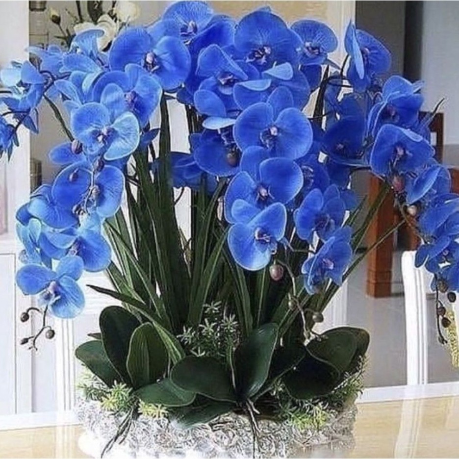 bibit pohon anggrek bulan berwarna biru cerah.pohon hiasan taman, rumah, ruangan