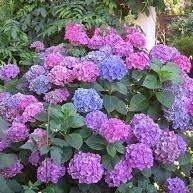 Tanaman Bunga Pancawarna (Hydrangea macrophylla)Berbunga - Hortensia warna pohon hidup