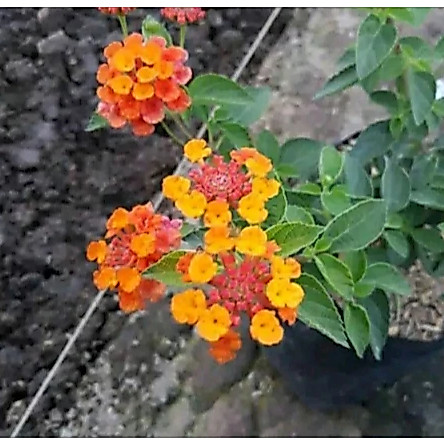 bibit tembelekan Lantana Camara Tembelekan Orange Pink Bibit Pohon Berakar Bonsai Tanaman Hias