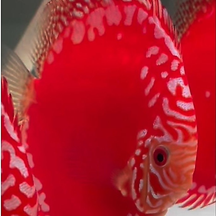 ikan discus premium super red raflesia 4.5inci