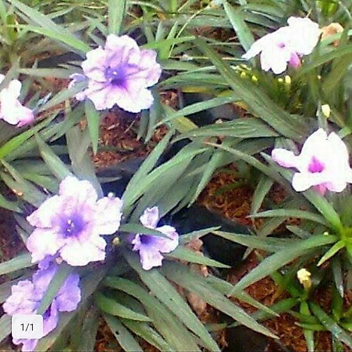 tanaman hias rawelia mini
