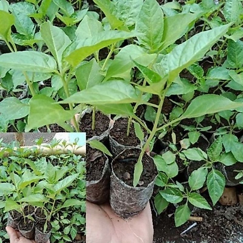 Bibit Cabe Rawit Setan Siap Tanam