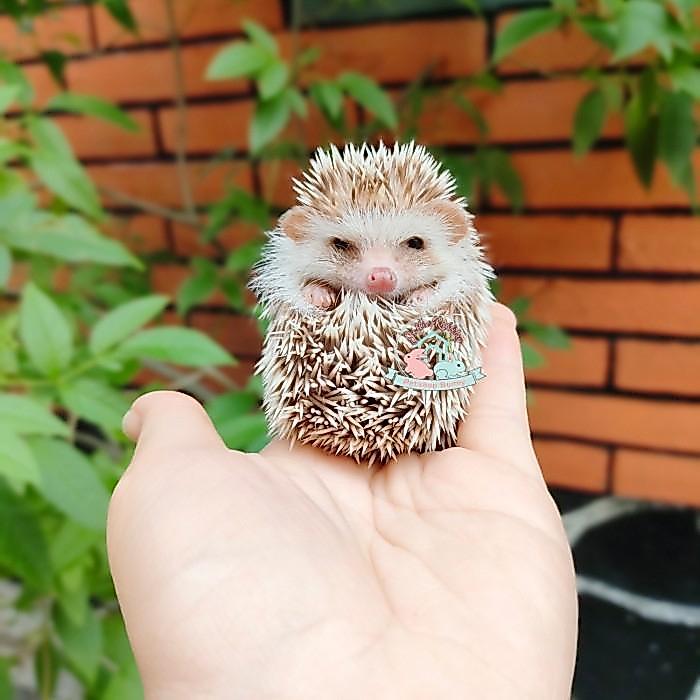Ready landak mini hedgehog lamin landak susu salt papper charcoal albino