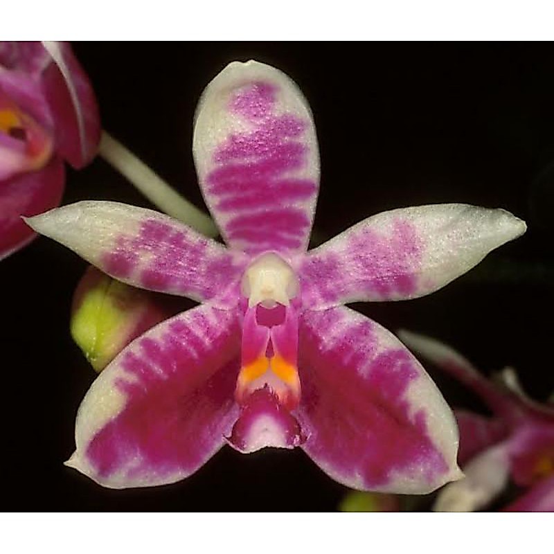 Anggrek Phalaenopsis Modesta | Bulan Modesta