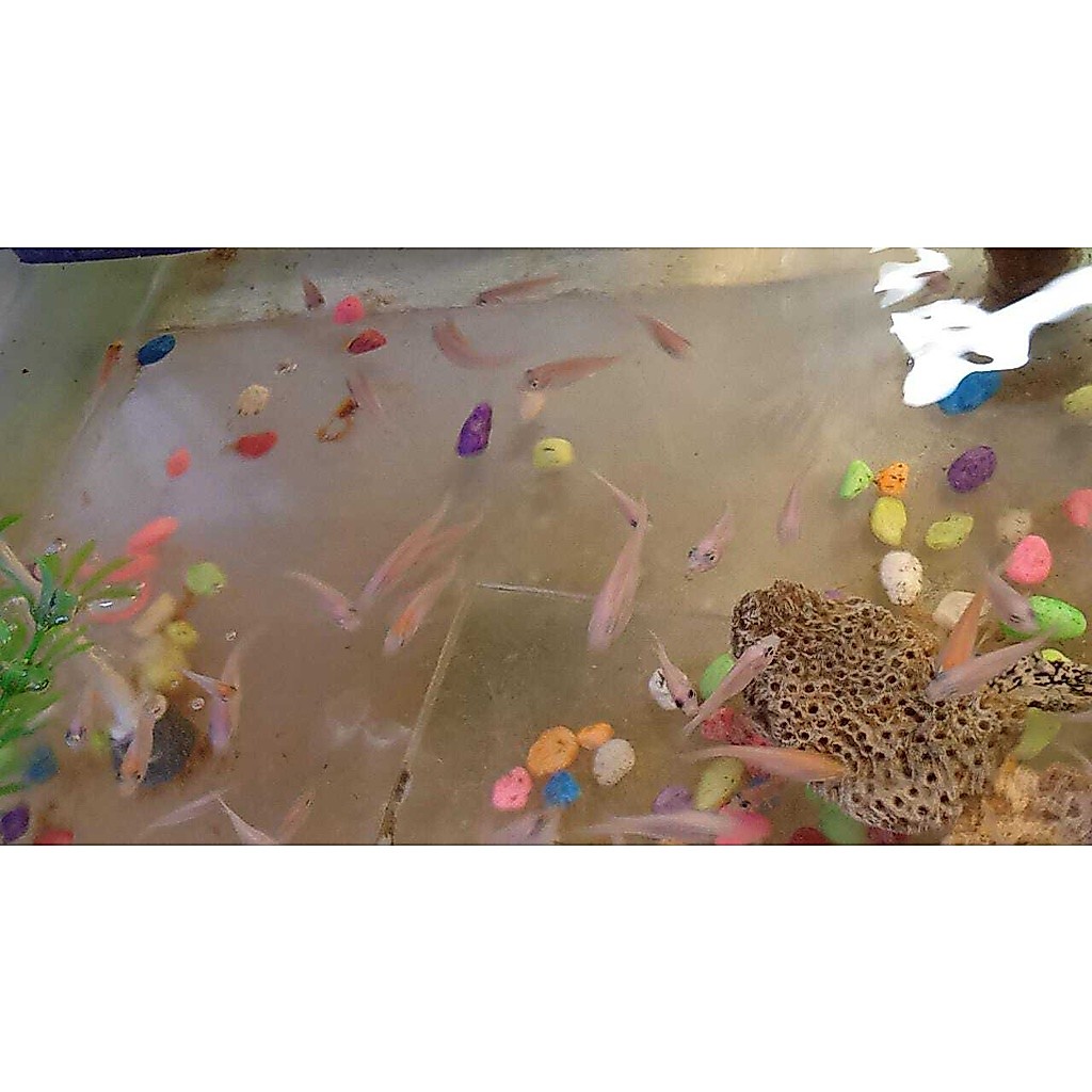 Anak Ikan Nila Sehat | Anak Nila |Bayi Ikan Nila | Bibit Ikan Nila