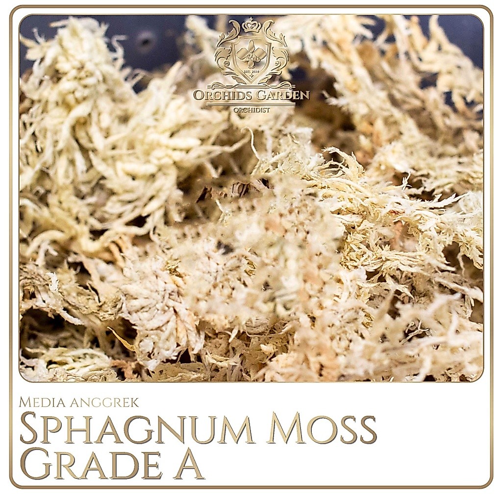 ORCHIDSGARDEN Sphagnum Moss GRADE A IMPORT Media Tanam Anggrek Spagnum Mos Spaghnum