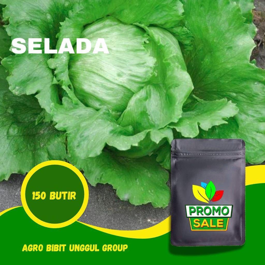 Benih Selada Iceberg Head Lettuce ± 150 Benih