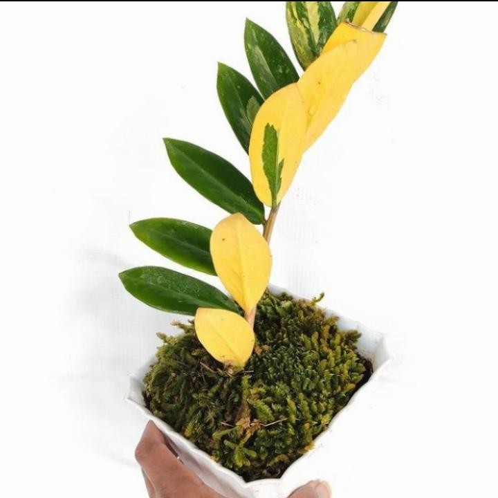 PROMO Tanaman hias Zamia culcas Varigata - Zamia dolar Varigata - zz var