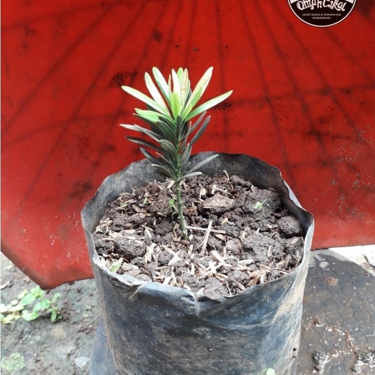 lohansung lidah burung daun biru(micro)/bibit lohansung lidah burung daun biru/bibit bonsai lohansun