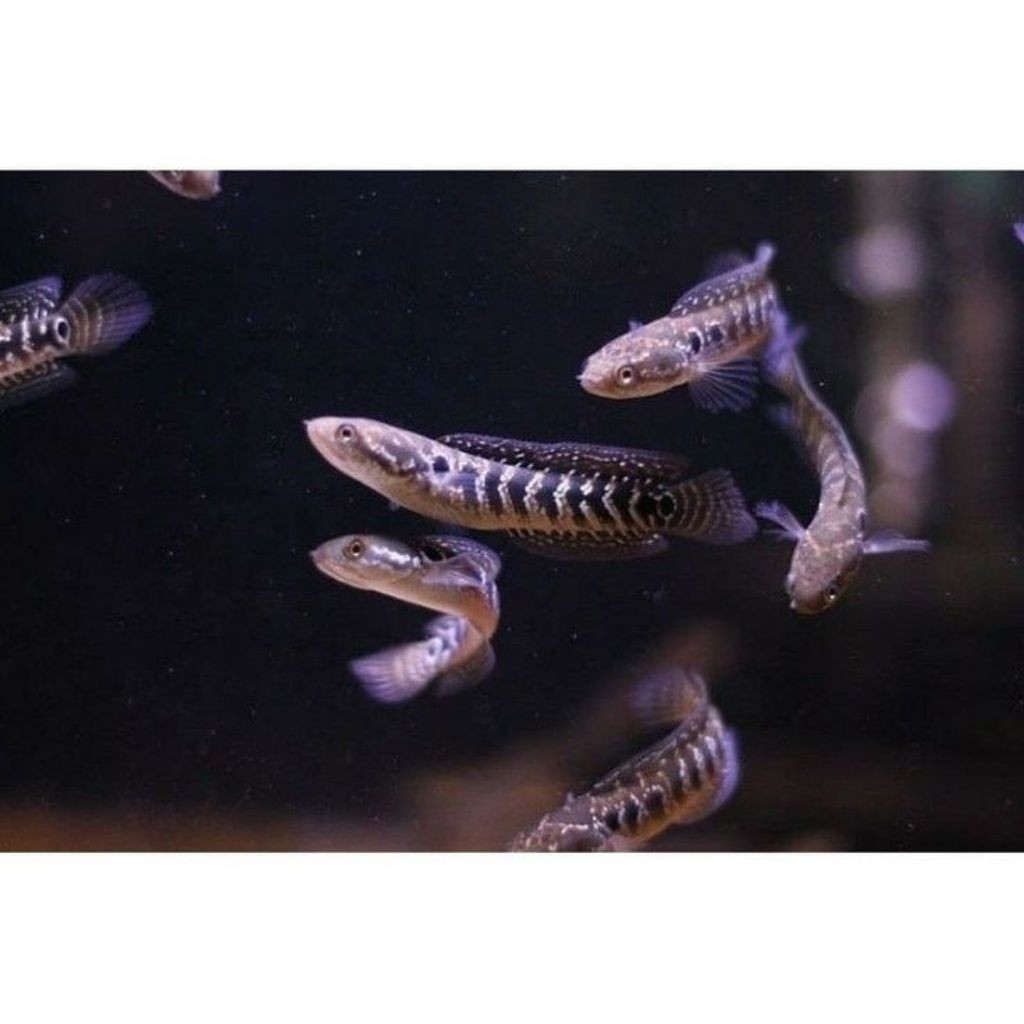 Ikan Channa Asiatica Ws Full Mutiara Gondrong - Ukuran 4-10cm