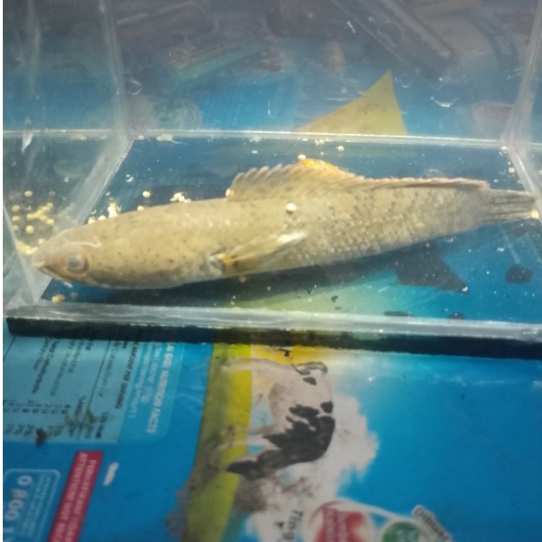 Limbata Golden Tiger 3 cm - Berkualitas, Tahan Lama, Hiasan Aquarium