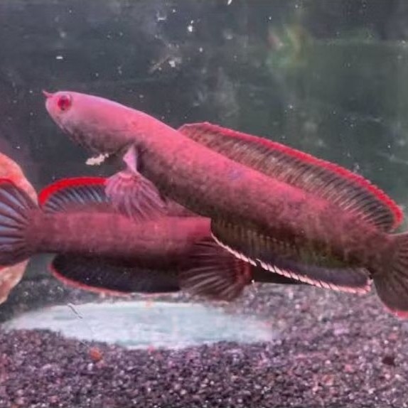 limbata lokal pegunungan, calon rim merah tebal isi 3 ekor ukuran 3cm