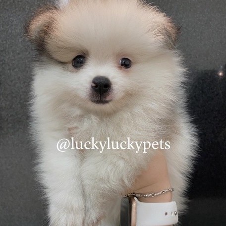 Anak Anjing Mini Pomeranian Mini Pom Jantan Betinaa